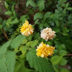 Close-up of yellow flowers blooming outdoors