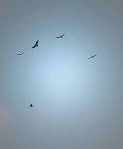 Low angle view of birds flying in the sky