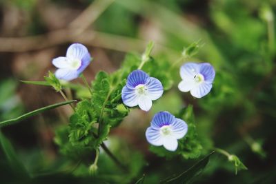 Close-up of purple flowering plant