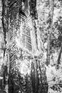 Close-up of tree trunk in forest