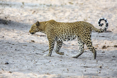 Side view of tiger walking on sand