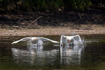 Swans in a lake