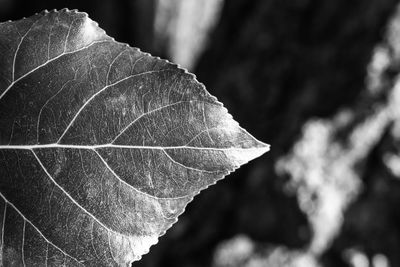 Close-up of dried leaf