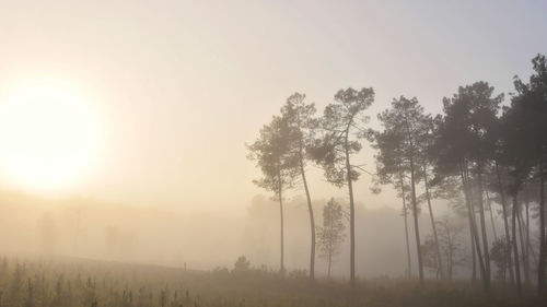 Trees on field against sky during foggy weather