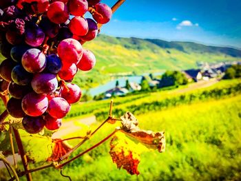 Close-up of fruits growing in vineyard