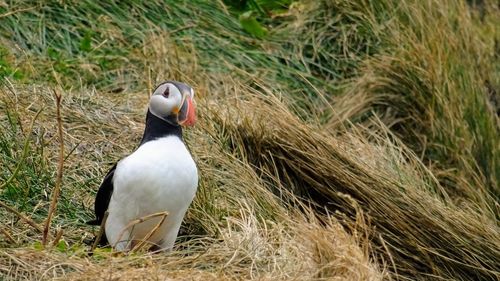 Close-up of puffins