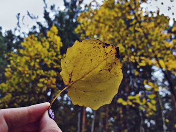 Close-up of hand holding maple leaf against sky