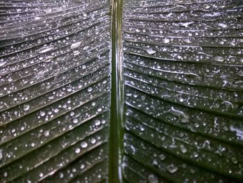 Full frame shot of wet leaves