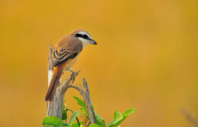 Close-up of bird perching on plant