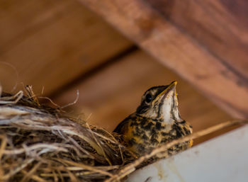 Close-up of bird