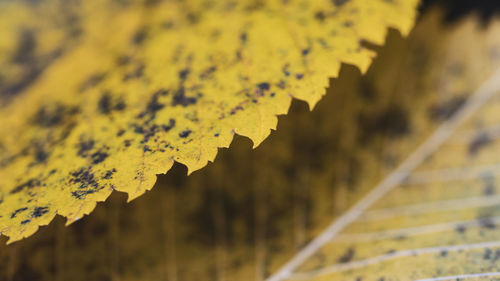 Close-up of dry leaves on tree