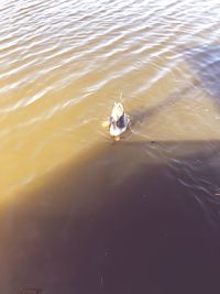 High angle view of bird swimming in lake