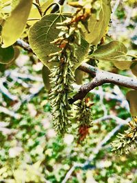 Close-up of plant growing on tree