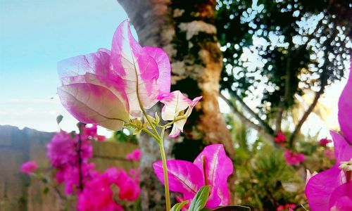 Close-up of pink flowers