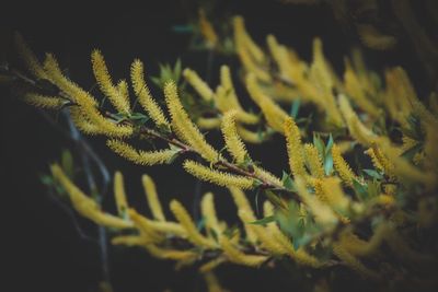 Close-up of plant