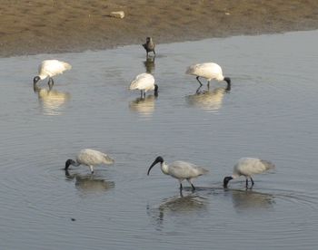 Swans in lake