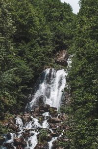 Scenic view of waterfall in forest