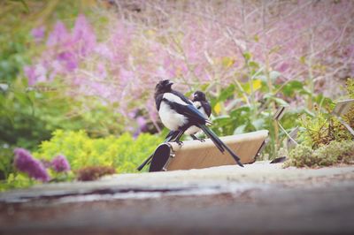 Close-up of birds perching on chair