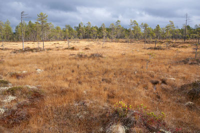 Trees on field against sky