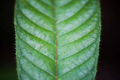 Close-up of green leaf