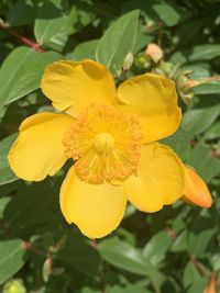 flowering plant