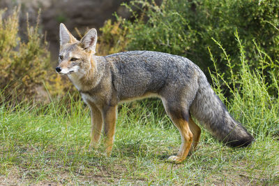 Fox standing on field