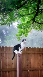 Cat sitting against sky