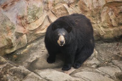 Black bear lying on rock.