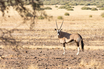 Side view of horse walking on landscape