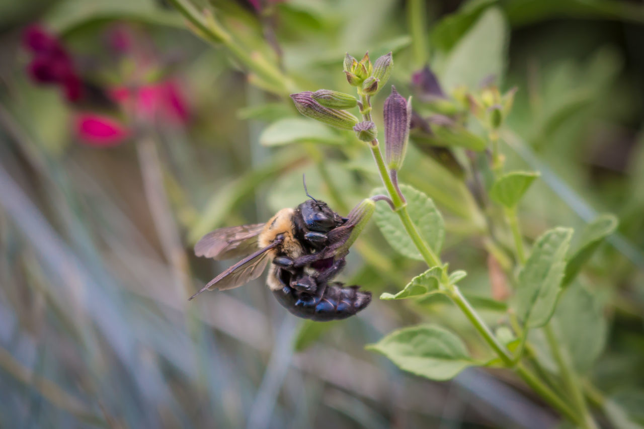 Pollinators