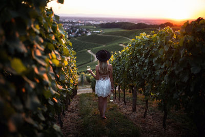 Rear view of woman holding wineglass while standing at vineyard during sunset
