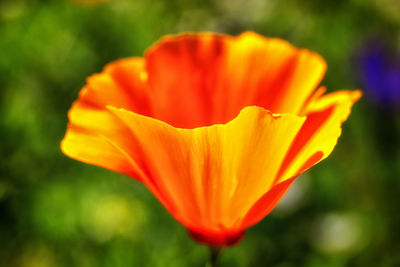 Close-up of orange flower