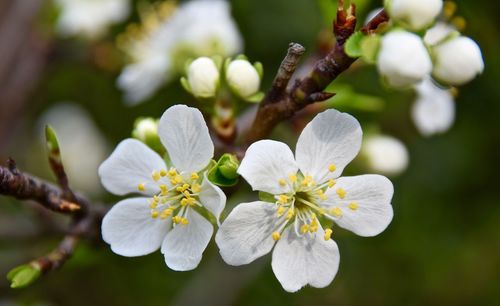 Close-up of white flowers