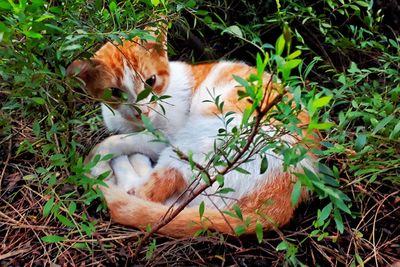 Cat relaxing on grass