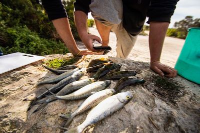 Midsection of man photographing fish on rock at beach