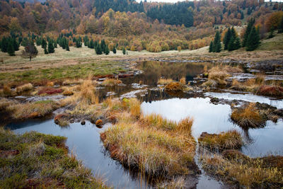 Scenic view of lake in forest