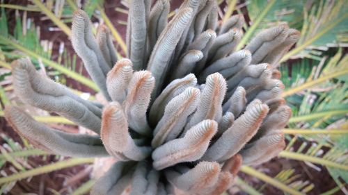Close-up of fresh cactus plant