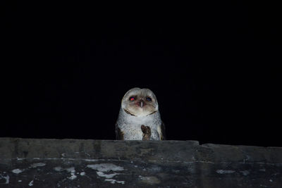 Portrait of owl perching on retaining wall at night