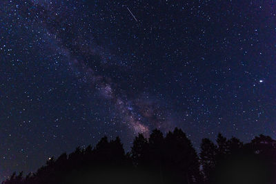 Low angle view of silhouette trees against star field at night