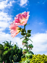 Close-up of pink flowering plant against cloudy sky