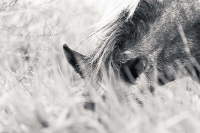 Close-up of a cat