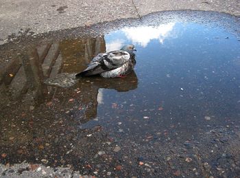 High angle view of dog in puddle