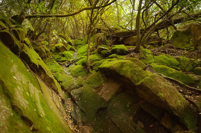 Trees growing in forest