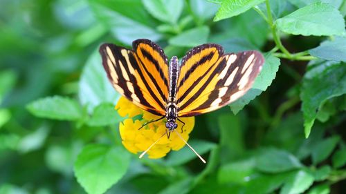 Close-up of butterfly pollinating on yellow flower