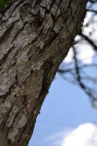 Close-up of tree trunk