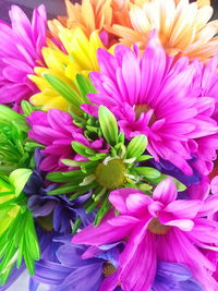 Close-up of pink flowers