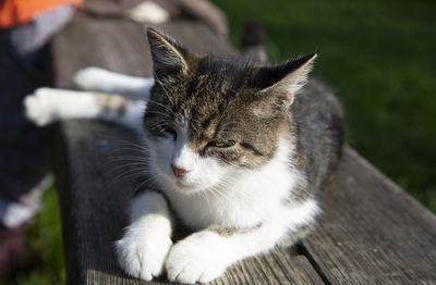 Close-up of cat