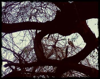 Low angle view of bare trees against sky