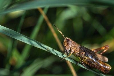 Close-up of insect on blade of grass