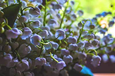 Close-up of flowers blooming outdoors